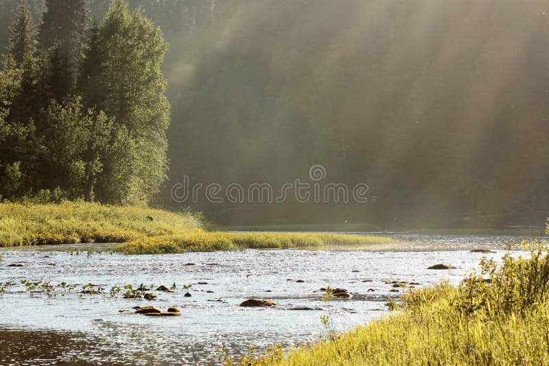 River in forest