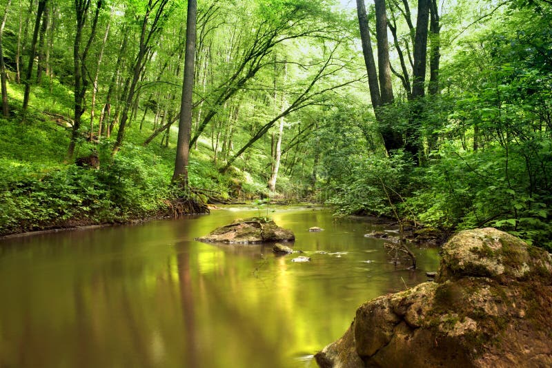 River in forest