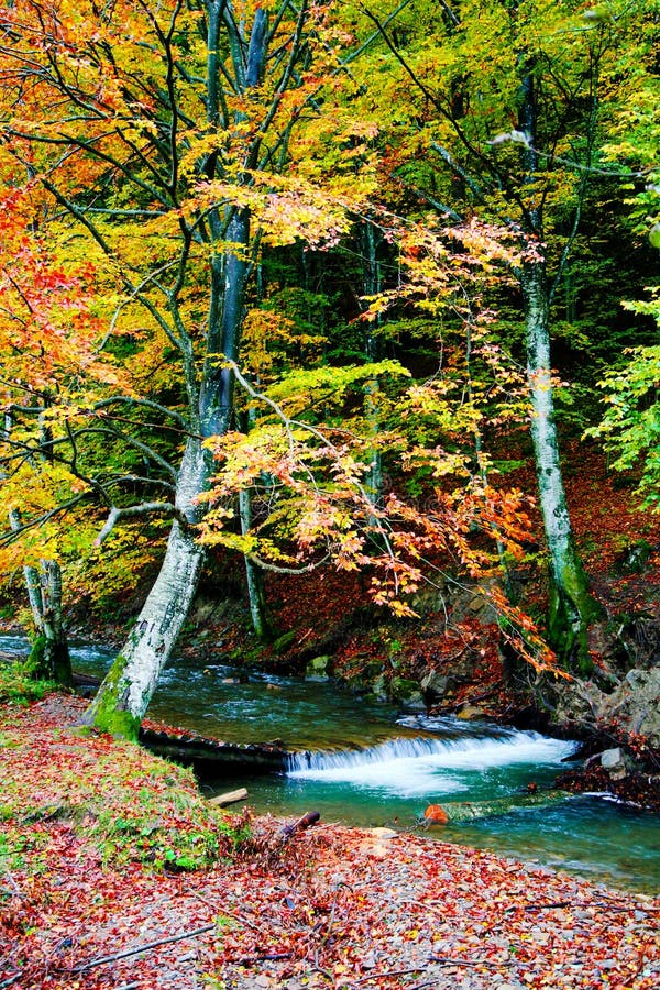 River in forest