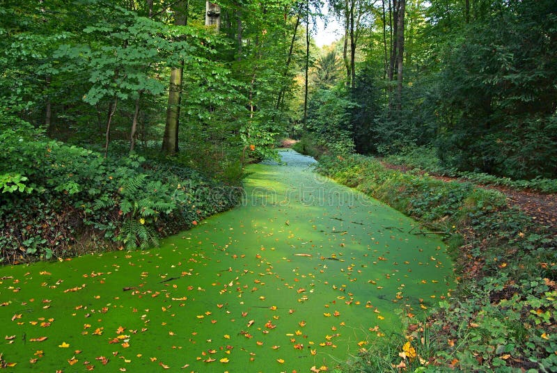 River in the forest covered with green algae carpet