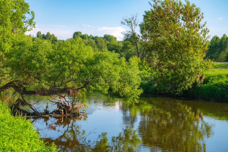 River forest landscape stock image. Image of plant, environment - 275434461