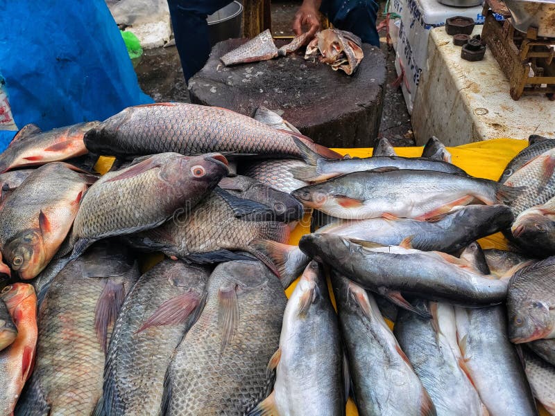 River or Fresh Water Fish for Sell at Indian Fresh Market. Stock Photo