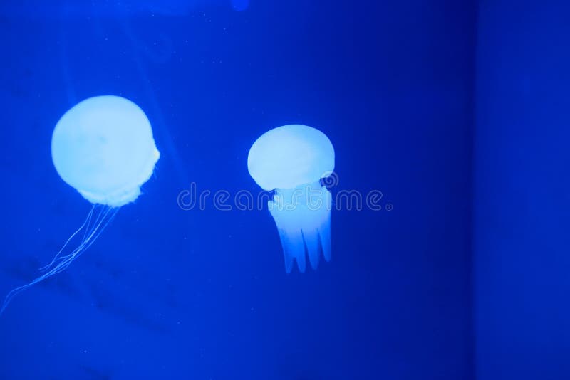 River jellyfish stock photo. Image of blue, tropical 72233908