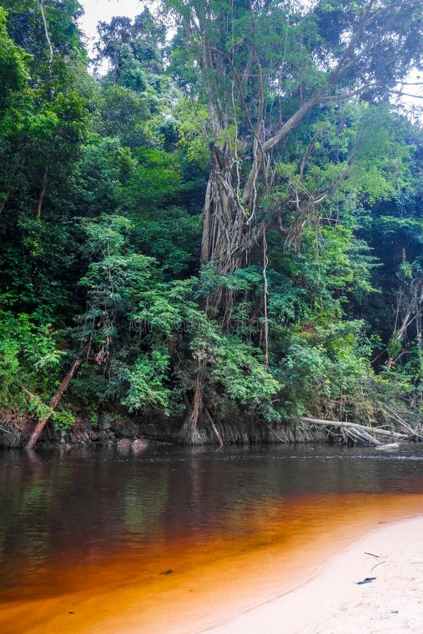 River in Jungle Rainforest Taman Negara National Park, Malaysia Stock