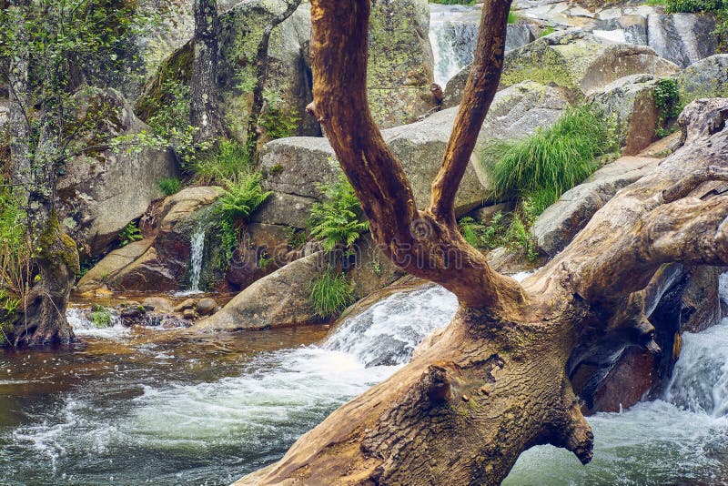 River Landscape with Waterfall and a Fallen Tree Trunk Inside the Water Stock Image Image of