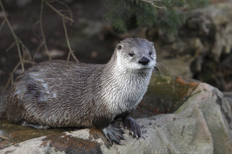 River otter