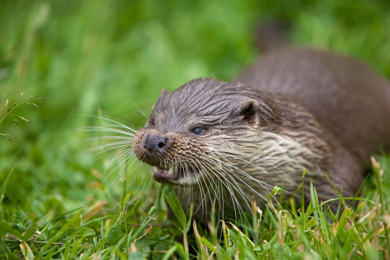 Download River Otter stock photo. Image of british, whiskers, otter - 23670862