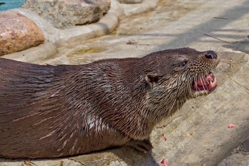 358 River Otter Floating Stock Photos - Free & Royalty-Free Stock Photos  from Dreamstime