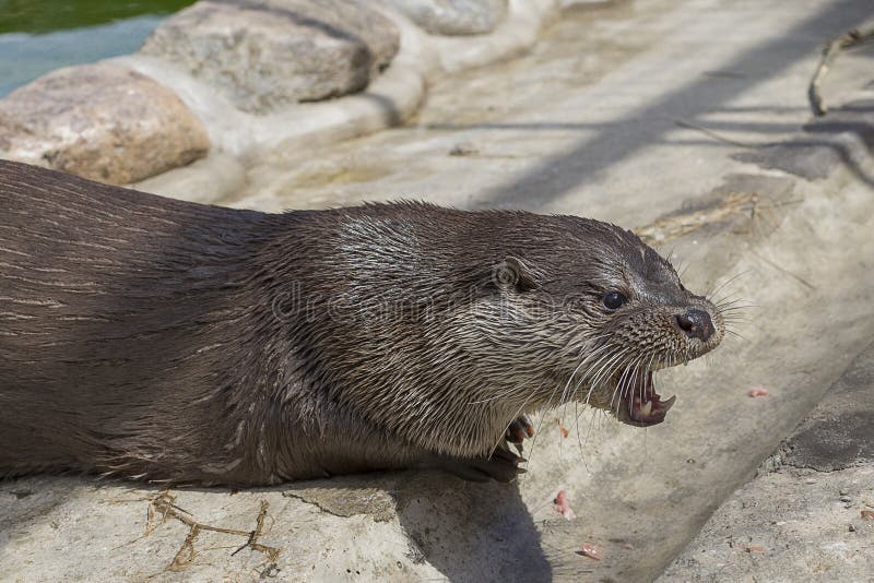 River otter Close-up stock photo. Image of floating, nature - 96314920 River otter Close-up stock photo. Image of floating, nature - 96314920