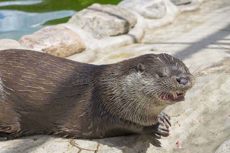358 River Otter Floating Stock Photos - Free & Royalty-Free Stock Photos from Dreamstime 358 River Otter Floating Stock Photos - Free & Royalty-Free Stock Photos from Dreamstime