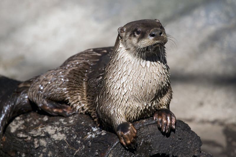 A River Otter sunning itself on a log. Log animal stock images, royalty-free photos and pictures