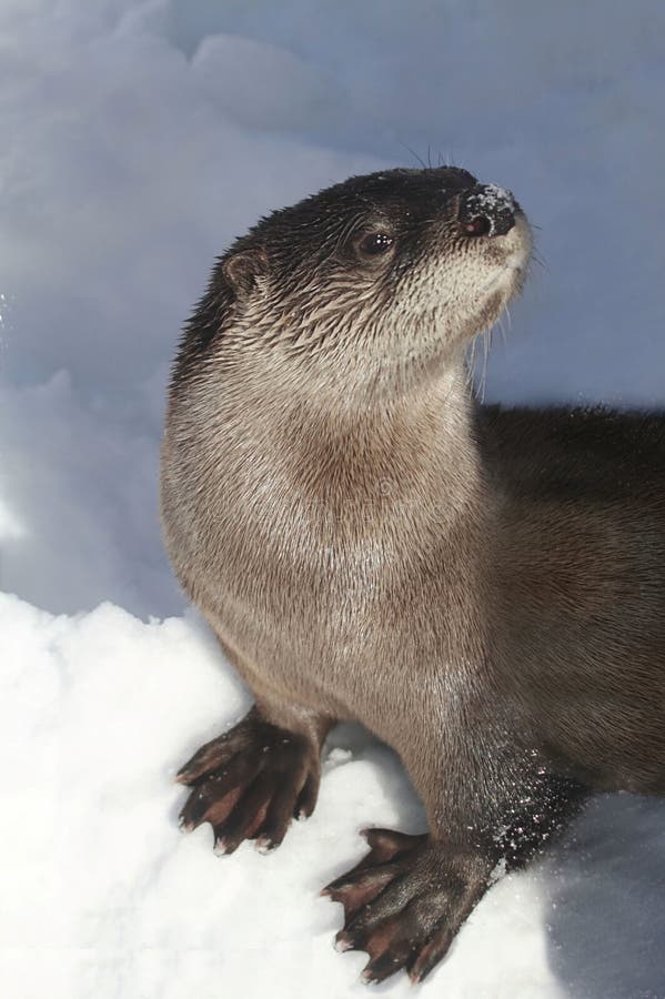 River Otter (Lontra canadensis)