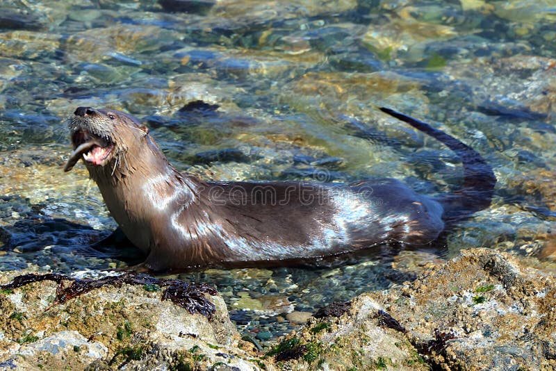 River Otter, Lontra canadensis, Eating a Fish on Barnacle Rocks, Ford Rodd Hill, Vancouver Island, British Columbia, Canada