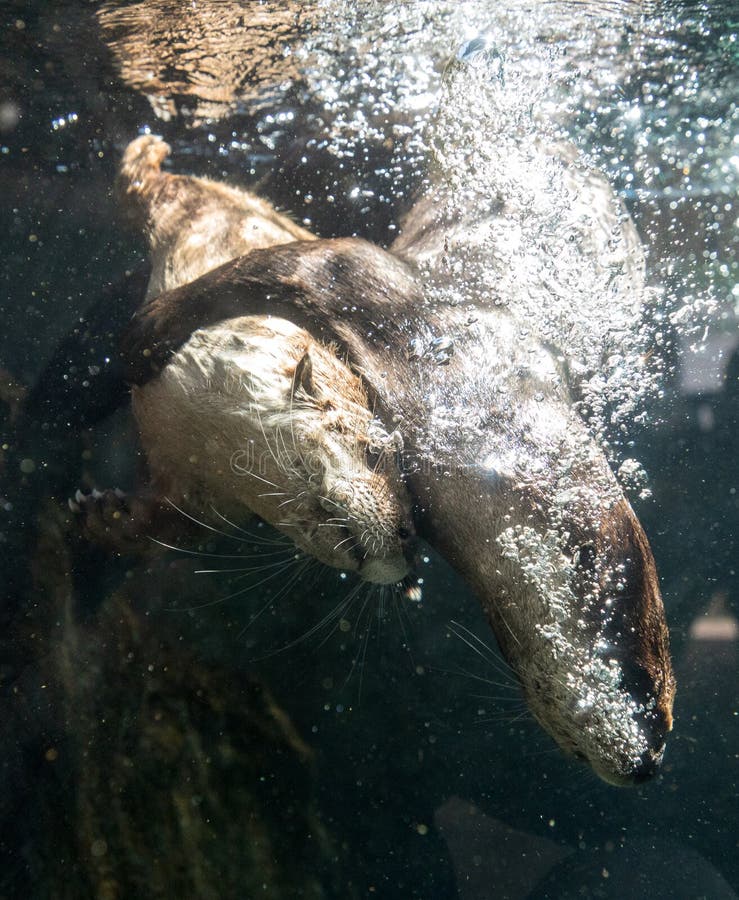 River Otter Lontra Canadensis Siblings Playing Stock Photo - Image of ...