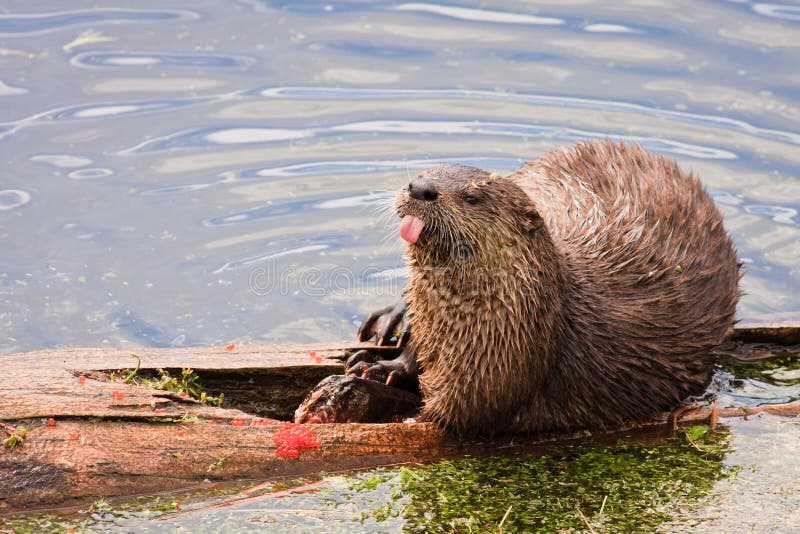 River Otter Sticking Tongue Out, Yellowstone.