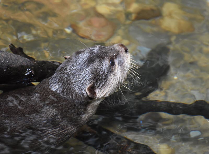River Otter Swimming in Very Shallow River Water Stock Image Image of