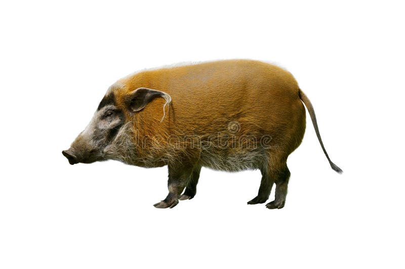 Wild boar on a white stock photo. Image of looking, wildlife