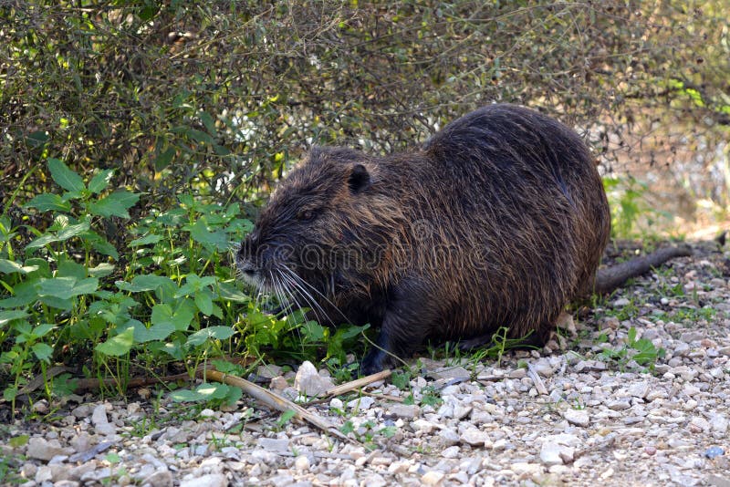 River rat in the reserve stock image. Image of cute, afek 63987319