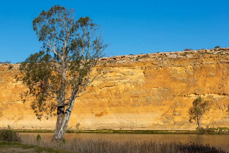 A river red gum tree swith the red cliff faces on the banks of the river murray at swanreach south australia on june 23 2020