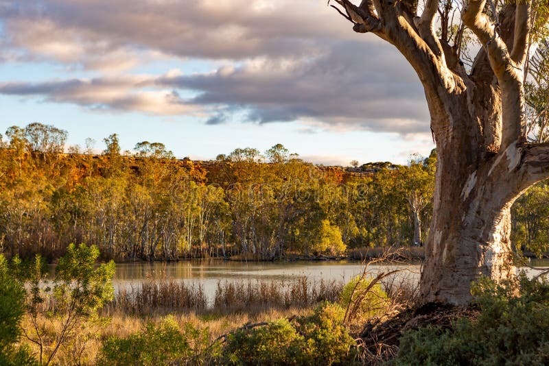 A river red gum tree swith the red cliff faces on the banks of the river murray at swanreach south australia on june 23 2020