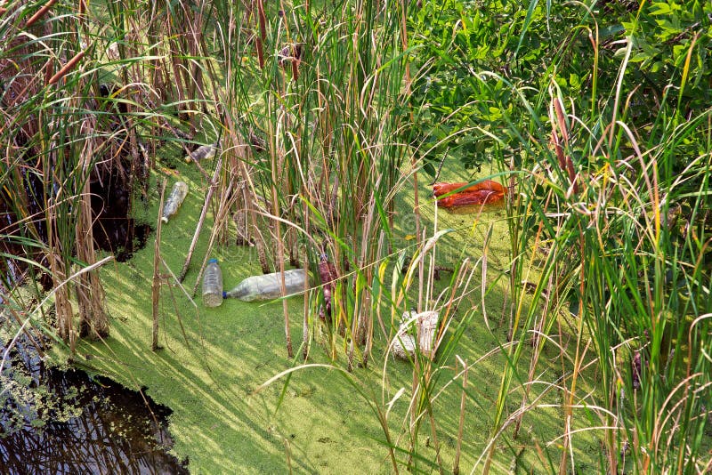 River with reeds and moss filled with polluting plastic bottles.