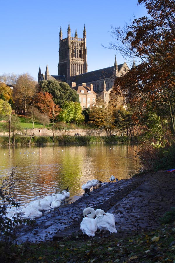 Mit Blick auf den Fluss Severn in Richtung Worcester Cathedral, wohnhaft mute Schwäne im Vordergrund.