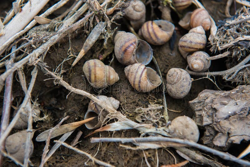 River Shells on the River Bank on Photo Stock Photo Image of closeup