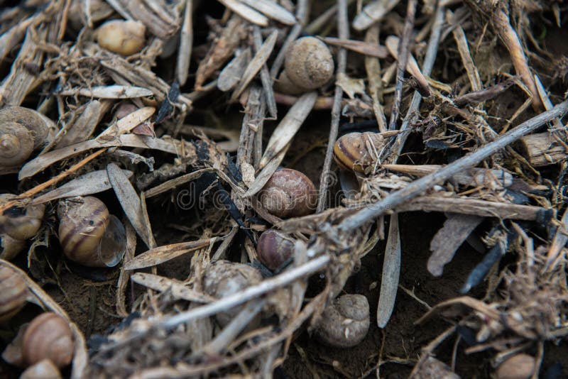 River Shells on the River Bank on Photo Stock Photo Image of nature