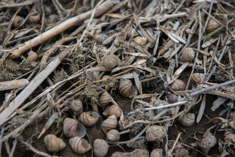 River Shells on the River Bank on Photo Stock Image Image of