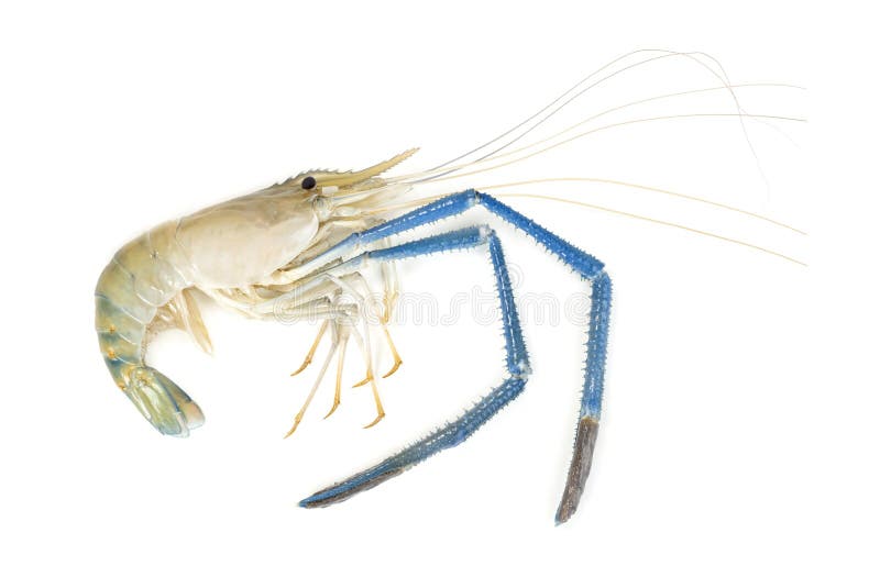 River Shrimp Common or Macrobrachium Rosenbergii Isolated on White