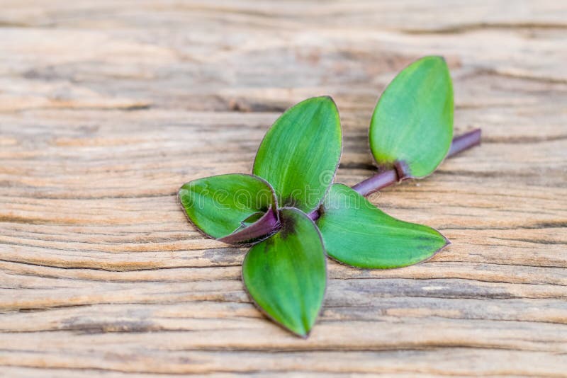 River spiderwort herbs stock photo. Image of growth 181583236