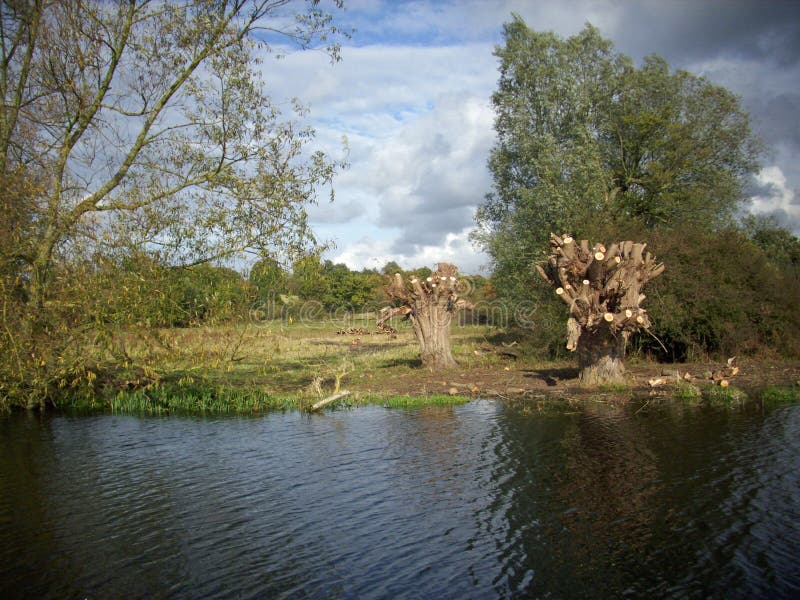 Recently pollarded willow trees alongside a river with trees and meadows in the background with an attractive sky. Recently pollarded willow trees alongside a river with trees and meadows in the background with an attractive sky.