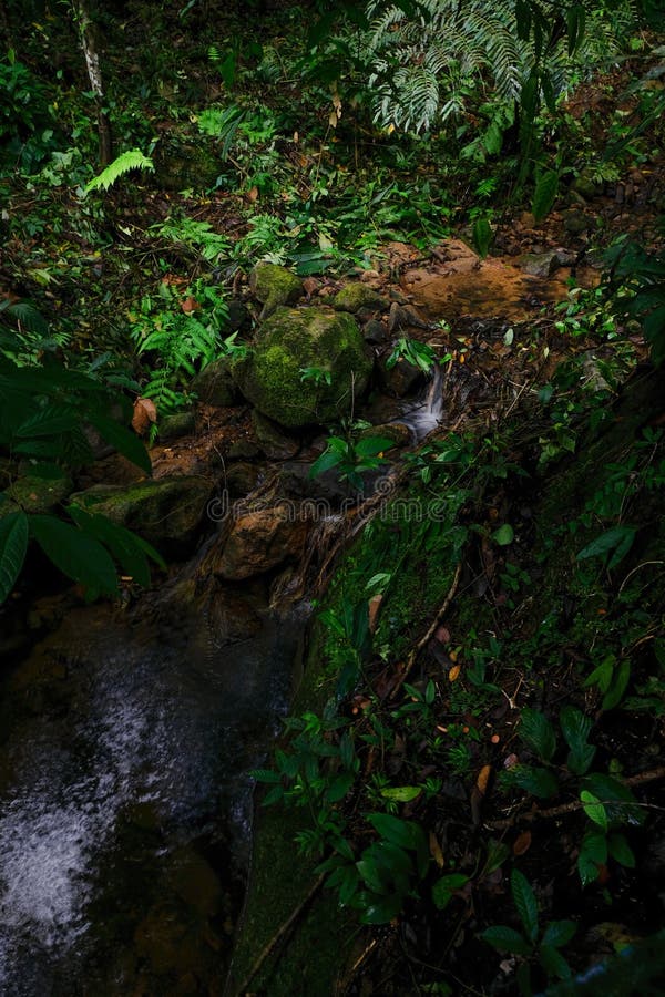 A river stream in Hutan Lipur Ulu Jeransang, Pahang, Malaysia