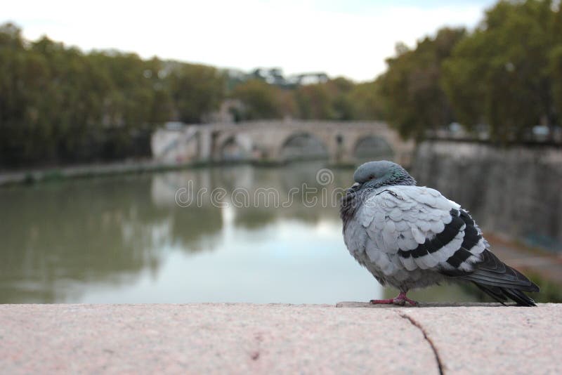 Tiber Stock Illustrations 202 Tiber Stock Illustrations, Vectors