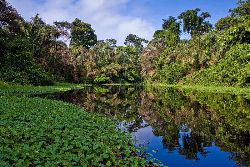 A river and trees in a rainforest