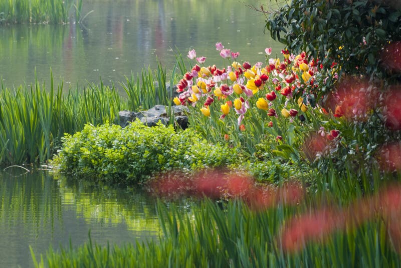River with Tulip Flower in Forest Stock Photo Image of sustainable
