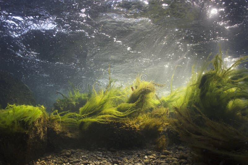 Underwater scenery, Underwater river habitat