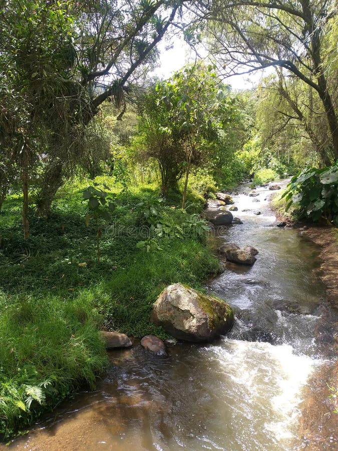 River stock photo. Image of water, nature, green, river 159887606