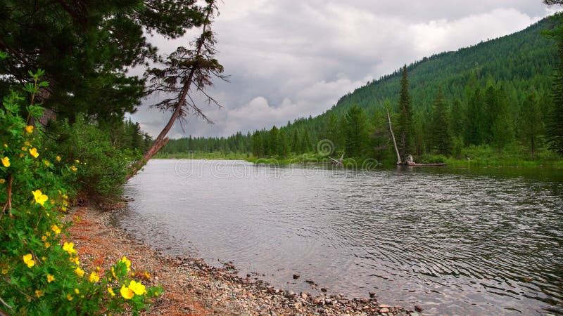 River, yellow flowers and mountains.