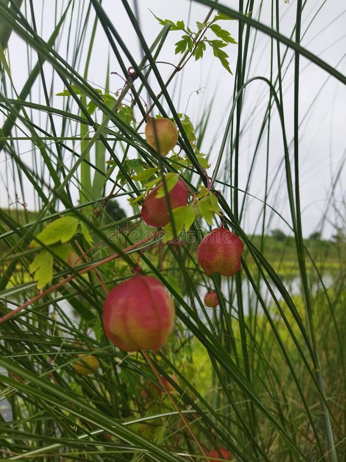 Riverbank Tall Grass and Wild Fruit Stock Photo Image of green