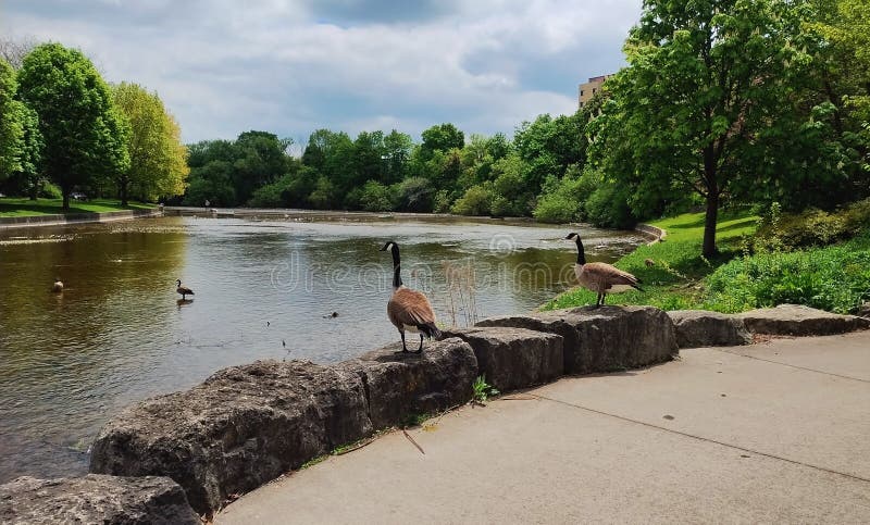 Riverside canadá gese park guelph ontario canada fotografia de stock