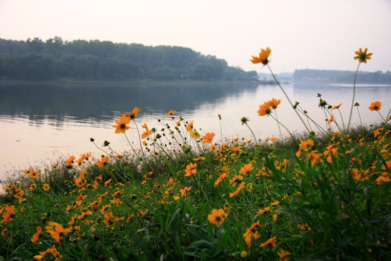Riverside flower stock image. Image of afternoon, yellow 46460377