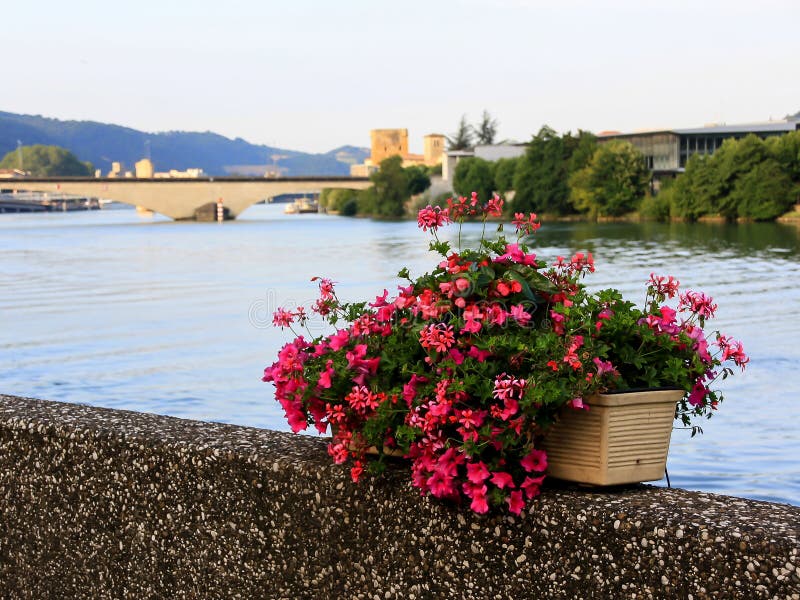 Riverside with the flowers stock image. Image of leaf 107139737