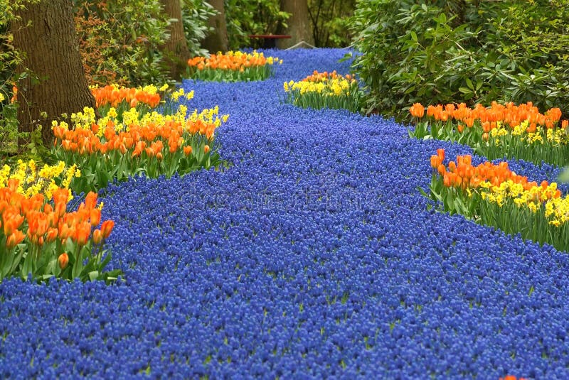 Rivière de muscaris au  jardin de Keukenhof Rivi%C3%A8re-bleue-des-fleurs-de-muscari-51524641