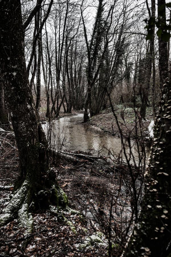 Rivière Sombre Dans Le Brouillard Photo stock - Image du forêt, nuit:  205507098