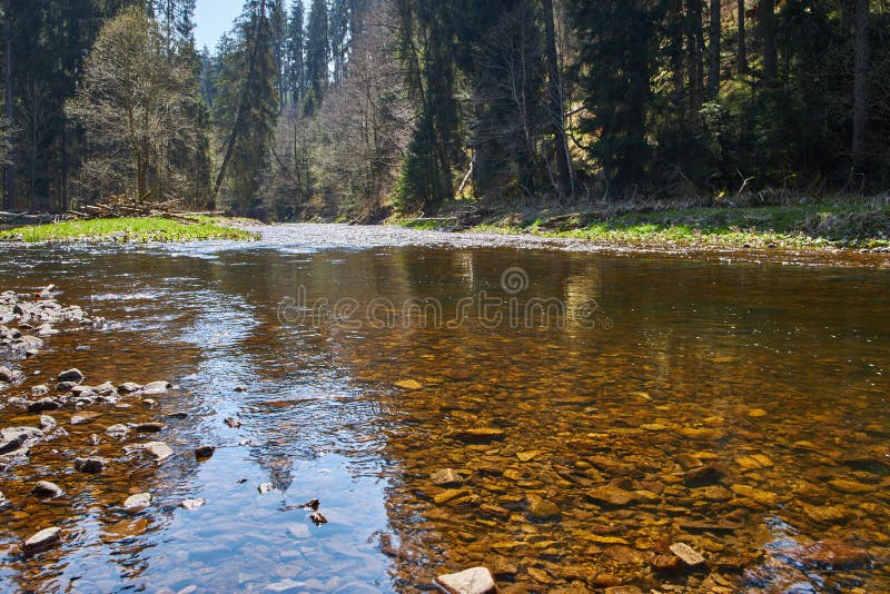 Rivier wutach met de bomen die in het ondiepe water in het zwarte bos in Duitsland nadenken stock fotografie Rivier wutach met de bomen die in het ondiepe water in het zwarte bos in Duitsland nadenken stock fotografie