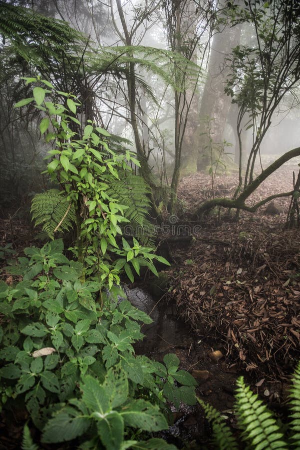 Rivière étroite par la forêt image stock Rivière étroite par la forêt image stock
