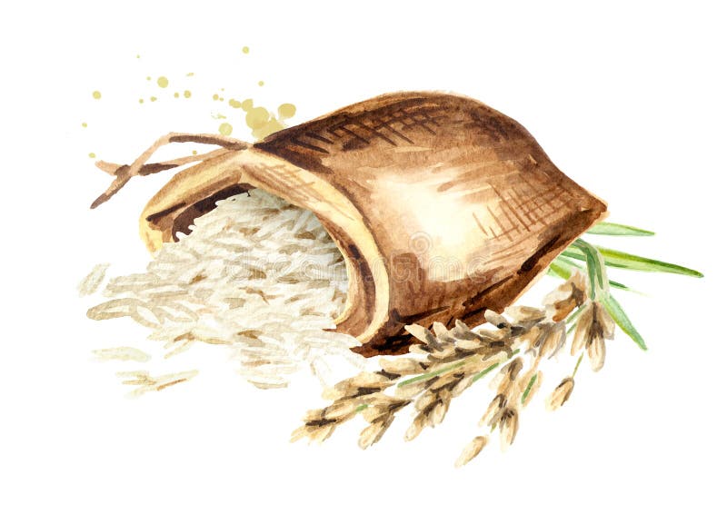 Riz basmati dans le sac Illustration tirée par la main d'aquarelle d'isolement sur le fond blanc illustration de vecteur Riz basmati dans le sac Illustration tirée par la main d'aquarelle d'isolement sur le fond blanc illustration de vecteur