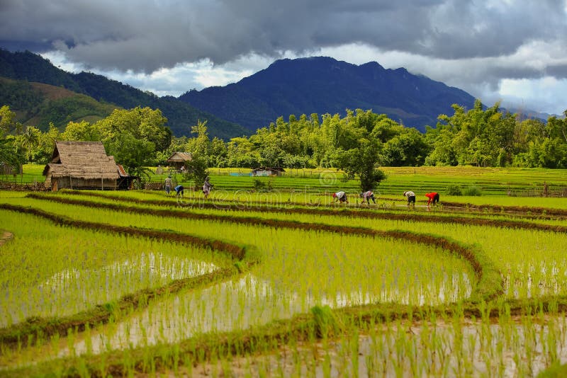 Riz d'agriculteurs de la Thaïlande plantant travailler au champ tenant la saison disponible de pluie de riz plus de montagne de f photographie stock libre de droits Riz d'agriculteurs de la Thaïlande plantant travailler au champ tenant la saison disponible de pluie de riz plus de montagne de f photographie stock libre de droits