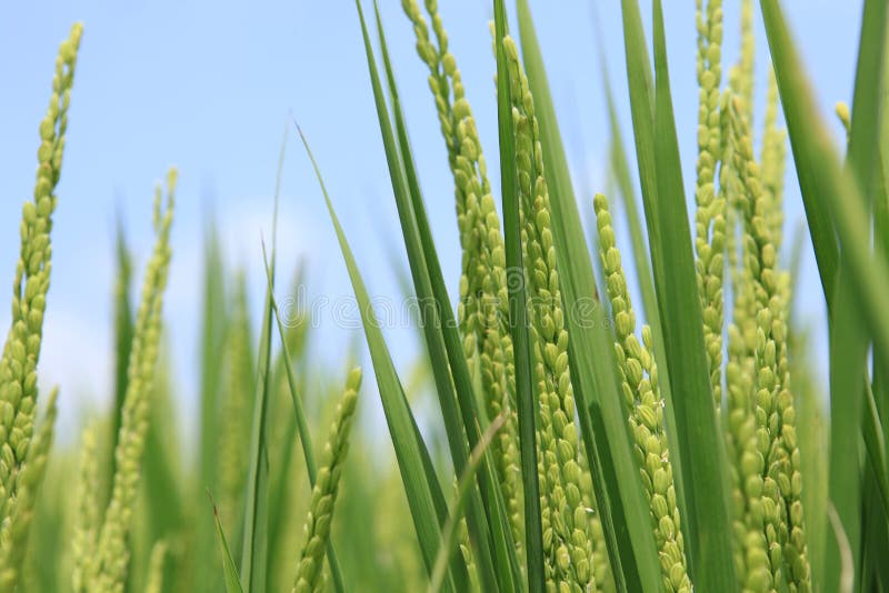 Riz en The Field photo stock Riz en The Field photo stock